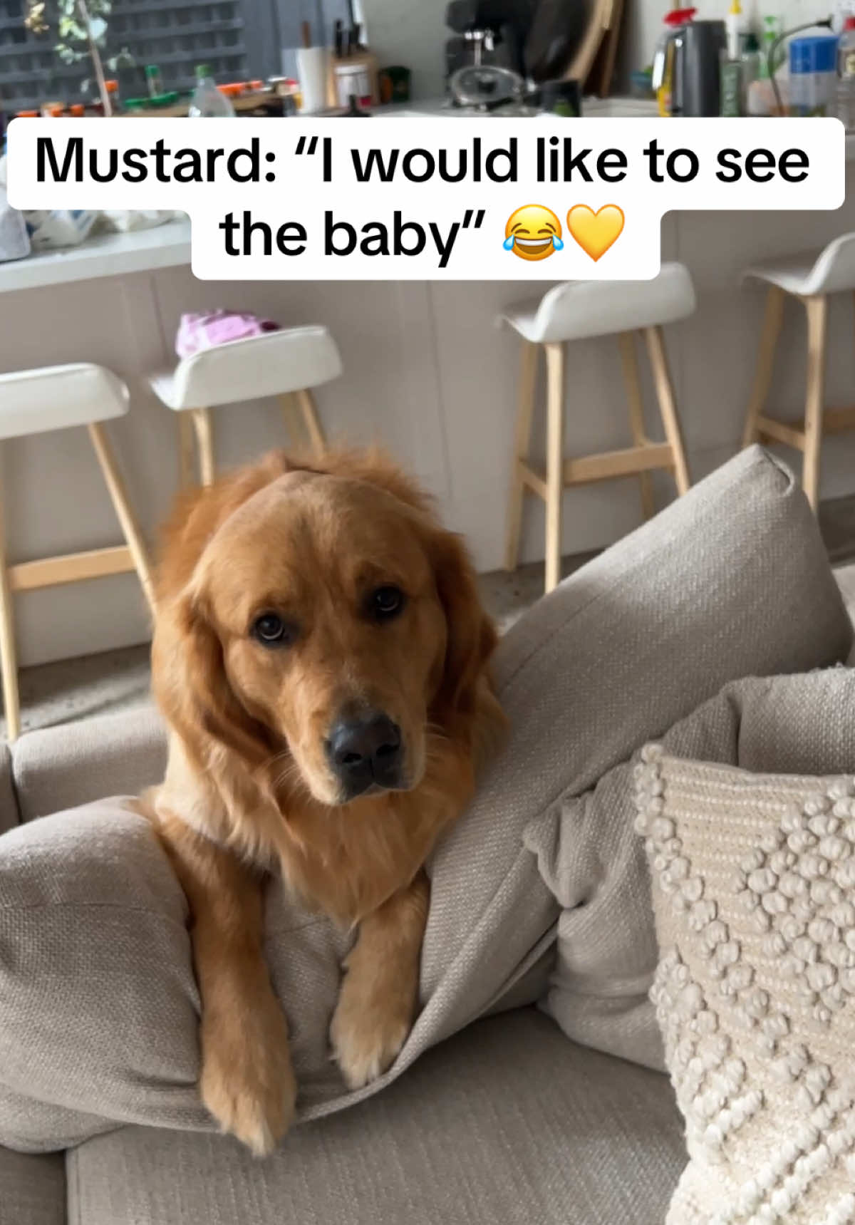 Musty gets what he wants 😂💛 #fyp #goldenbabbie #honeyandmustard #foryoupage #mumsoftiktok #babiesoftiktok #babygirl #babiesanddogs #babytok #babyfever #babiesandpuppies #momlife #goldenretriever #goldenretrieverlife #babiesontiktok #dogsofttiktok #doglover #dog #dogtok #doggo #doglife 