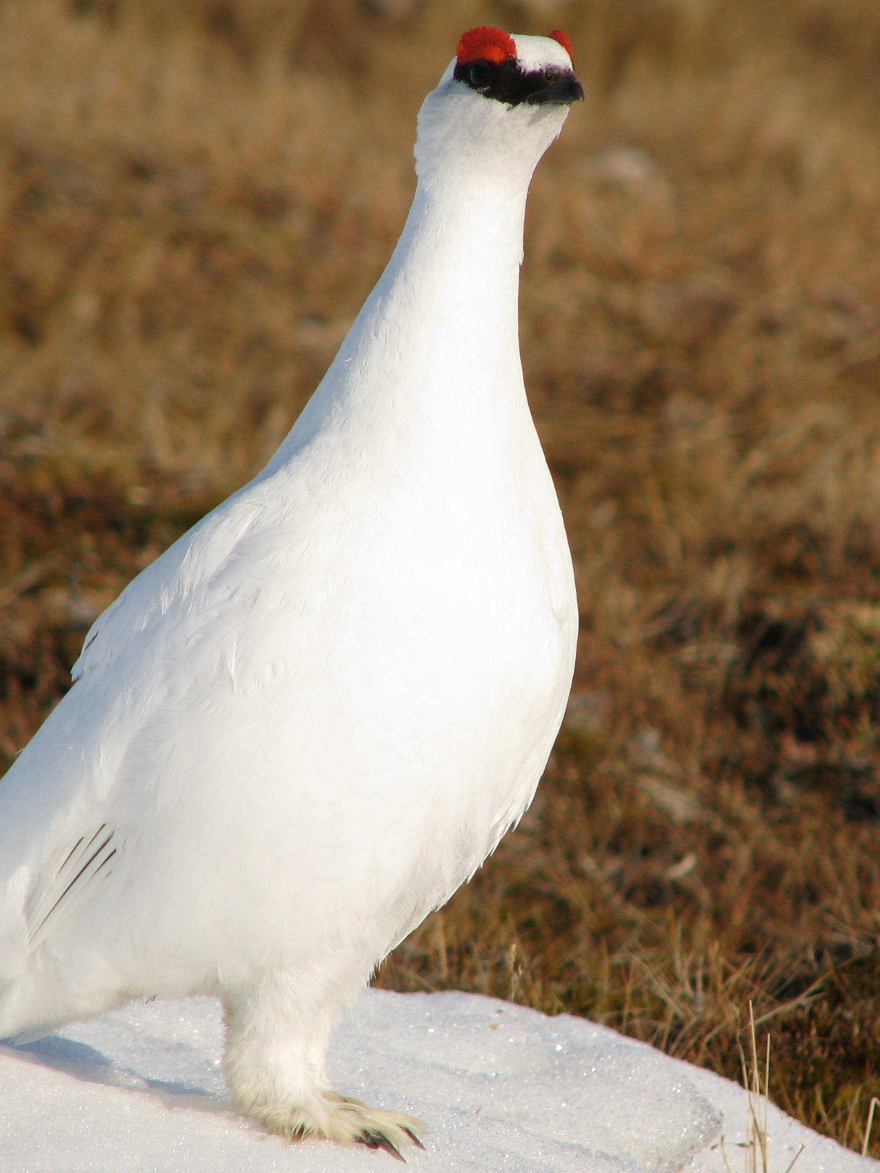 The Termjan lives in a snow-covered world, and winter is undoubtedly a harsh test of survival for the Termjan. But despite the harsh winter environment, tarmegan birds have many skills to adapt to the cold environment: they dig snow pits to avoid wind and snow, and use relatively stable temperatures in drilling for heating. #Tanginature  #fyp #very_cool #amazing #bird #fyppppppppppppppppppppppp 