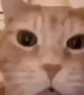 #gato riendo meme