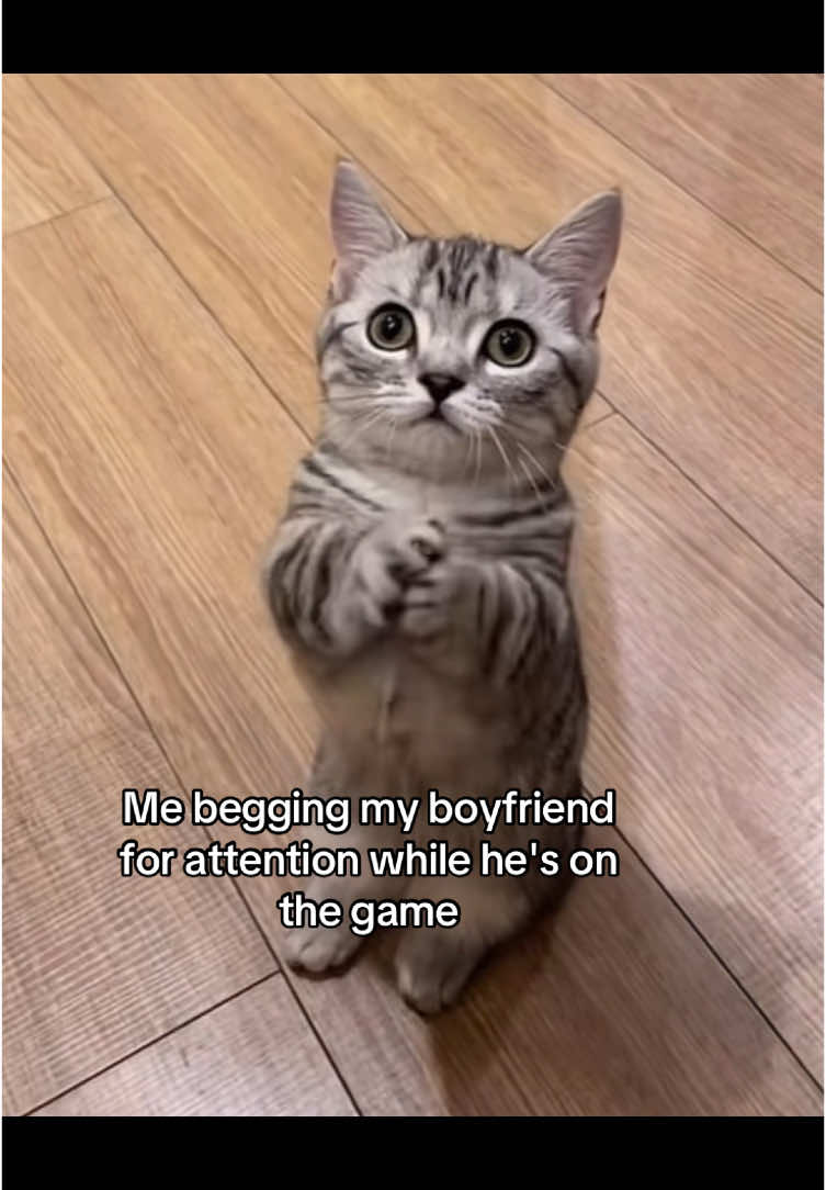 #catsoftiktok #sillycat #catmeme #Relationship #couplegoals #catmemes #relationshipmemes #couplecomedy #relatable 