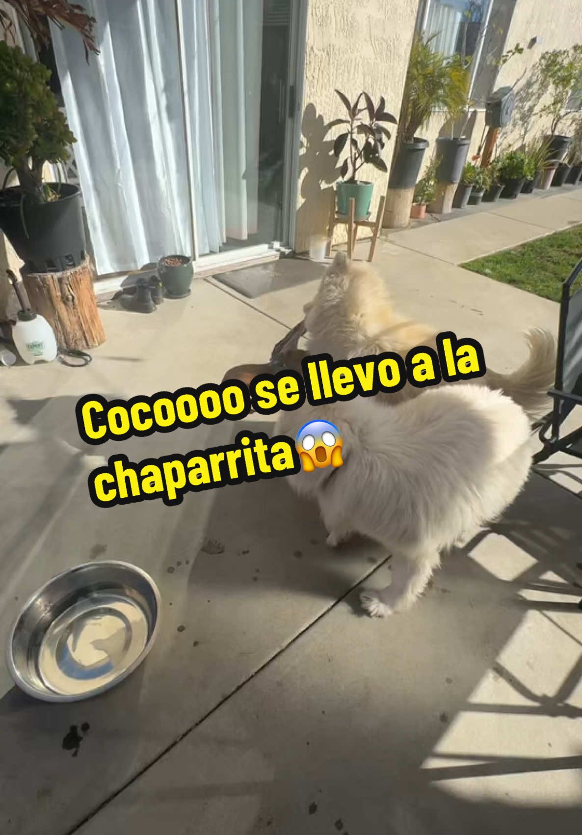 Coco se llevo a la chaparrita😱😱😱😱😱😱😱😱😱😱😱😱😱😱😱 #chihuahuas #chihuahuasoftiktok #husky #huskysoftiktok #pets #perrihijos #family #chihuahua #paratiiiiiiiiiiiiiiiiiiiiiiiiiiiiiii #fyp #PetsOfTikTok #dogsoftiktok #huskylife #saludos #😱 