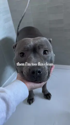 Messy myla #staffy #mylathebluestaffy #messy #imtoomessy #dogtrend #viraldog #mylaslife #lolayoung #dogsoftiktok #staffie #bluestaffy #staffordshirebullterrier #doglover 