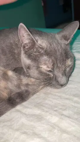 Te amo Kitty, alegras mi vida.                                      #gatostiktok #fyp #viraltiktok 