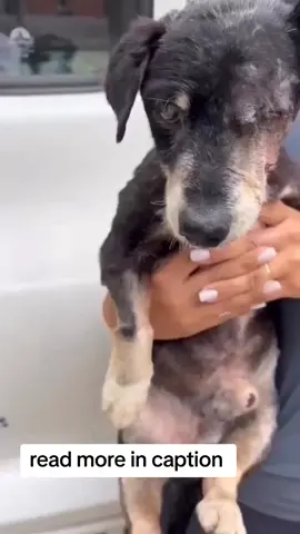 please friends your the only hope I have to help me in this please 🙏am humbly and kindly request on your support towards my shelter so that even I can save more life's of suffering pets in this war which is going on in Ukraine please the pets are totally killed and injured 😭😭😭but we can stop this when we come together.you support the link is in my bio thank you. #animal #rescue #donate #dogsofinstagram #doglover #dogs #food #vegan #support #animalovers#rescueanimals #fypviral #foryoupageofficiall #socaldogs #usadogsrescue #adoptdontshop #rescuedog #usadog #adoptables #foryoupage #usadogsoftiktok #shelterdog #fypviral #rescueanimals #fypviral #foryoupageofficiall #adopted #usa #usa #fyp #usa #adopted #foryou #foryoupage #foryoupage #foryoupage #adoptables #usadogsoftiktok #shelterdog #fypシviral #fypviral #foryoupageofficiall #shelterdog #usadogsoftiktok #fypviral #rescueanimals #fypviral #foryoupageofficiall #socaldogs #usadogsrescue #adoptdontshop #rescuedog #usadog #adoptables #foryoupage #usadogsoftiktok #shelterdog #fypviral