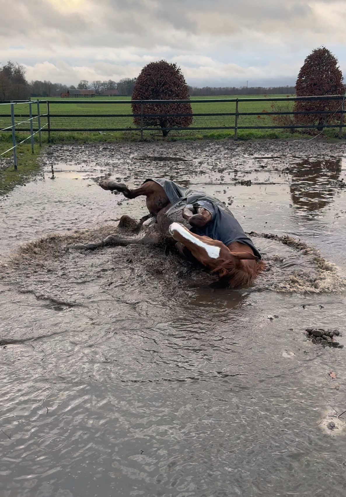 Gut, dass ich ein schlechtes Gewissen wegen der nassen Paddocks habe und deshalb ein heidengeld in (noch nicht verlegte) Paddockplatten investiert habe… Alte Pottsau 😂 #horses #equestrian #jumping #horse #mare #mud #fun #horsesoftiktoktok #foryou 