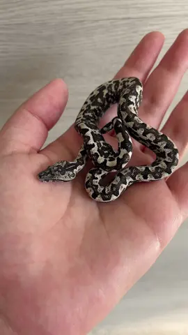 This may be the prettiest snake I own 🤍  #solomonislandboa #boa #boaconstrictor #tasmai #candoiapaulsoni #candoiapaulsonitasmai #snake #smallsnake #babysnake #snek #dangernoodle #reptile #reptilesoftiktok #reptilekeeper #snakesoftiktok #rosyboa #snakemom #exoticpets #exoticpetsoftiktok 