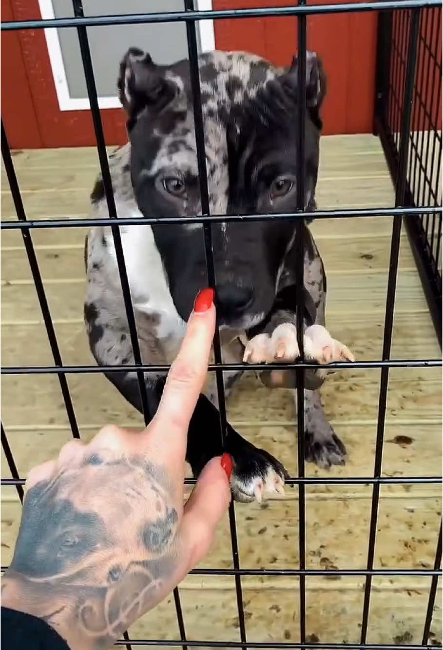 SPLIT FACE BOY • • • 🎥: prestigious_bullies #americanbully #americanbully_worldwide #americanbully4life #americanbullys #abkc #theabkc #ukc #dogss #dogsofinstagram #dogoftheday #doglover #bully #bulliesofig #bullies #bullybreed #bullylove #ambullyshowcase