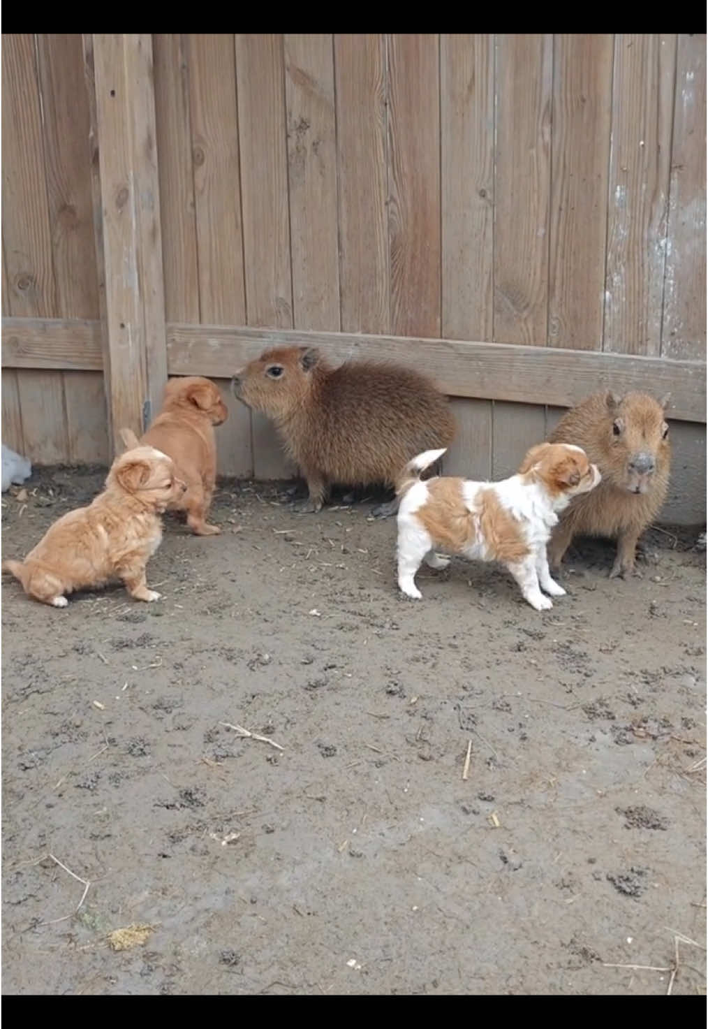 Babybaras & Puppies😍😍😍 #babybara #capybara #capy #puppy #capybaralover #capybarafanpage #kapybara #capybaratiktok #fyp #capybarafan #funnyanimals #babybaratiktok #cute 