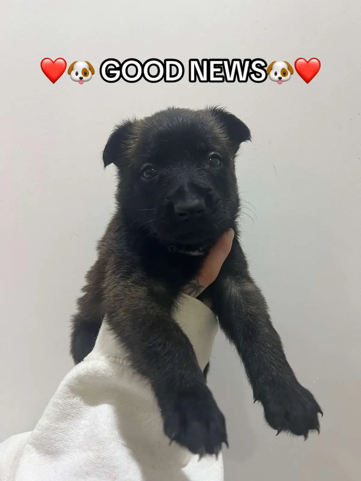 #puppiesofig #adoptdontshop #shelterpets #rescuedanimals #doglover #animalrescue #animallovers #animalcare #doglife #petstagram #animalshelter #adoptme #furreverhome #rescuedogsofinstagram #catlover #cat #cats #kitten #kittens  #belgianmalinois #belgianmalinoisoftiktok #malinois 