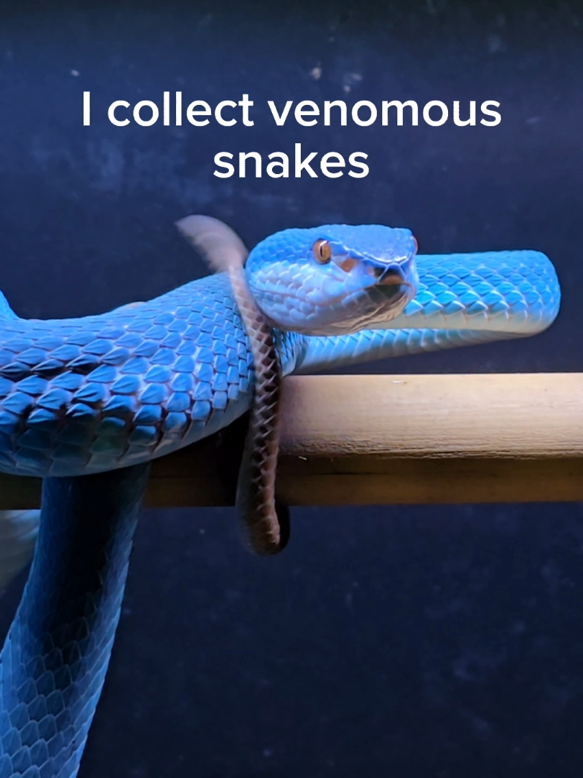 I collect venomous snakes like they're Pokémon. #reptiles #venomoussnakes #pets #collection 