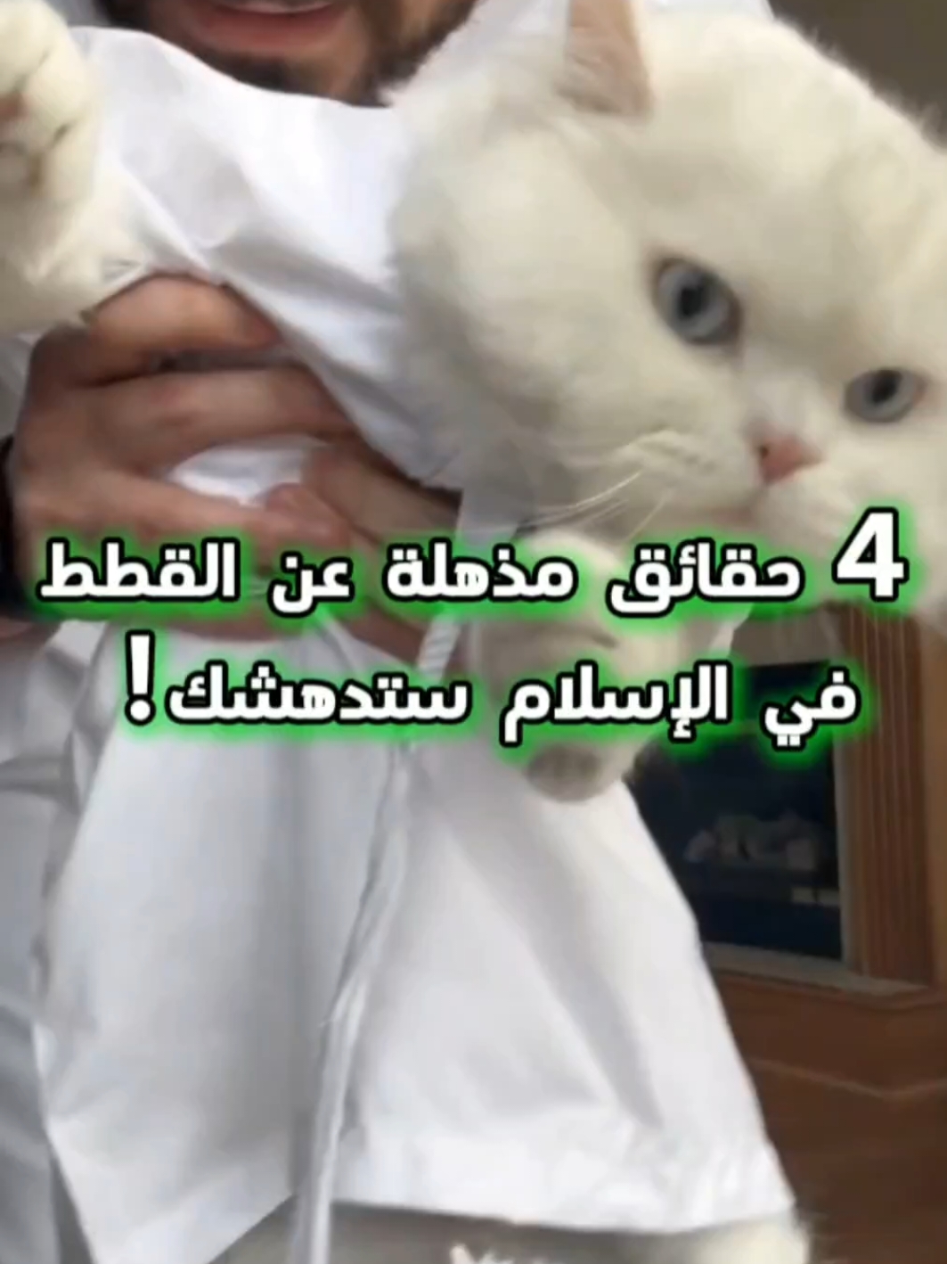 4 حقائق مدهشة عن القطط في الإسلام ستصدمك! #Cats #حيونات #القطط 