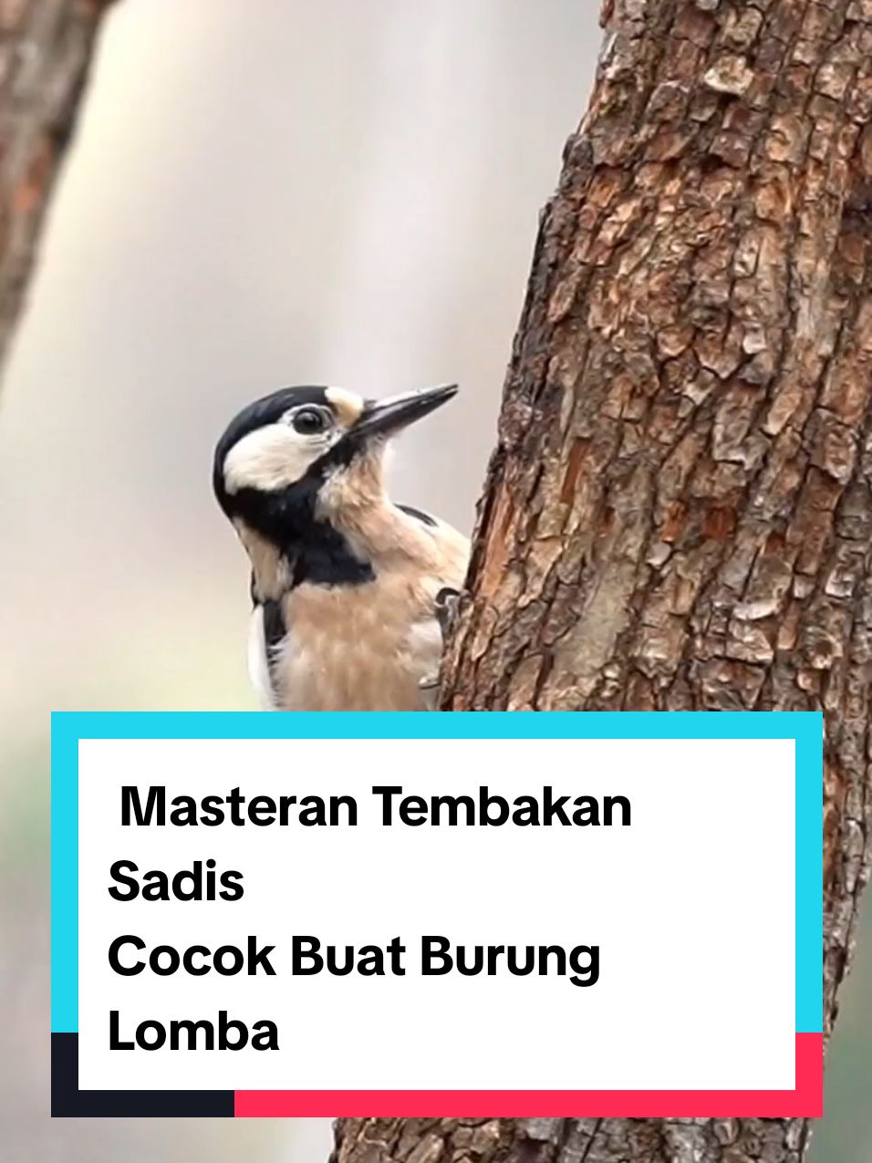 masteran Tembakan Sadizz #masteranburung #masteranrolltembak #masteranburungjuara #masteranmuraibatu #masterancucakijo #masteransogon #masterankonin #masterankacer #masteranburungmaterimewah #masteranburungfullmateri #masteranburungfulltembakan #kicaumania #fyp #masteranfullmateri #masteranpelatuk #masterancendet #masterankolibri #masteranpleci #masterantengkekbuto #masterankenari #masterankenarirusia #masterancigun #masteransikatanlondo #masterantembakankasar #masteranburunganis #masteransogon #masterancililin 