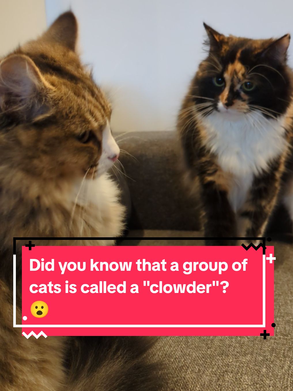 Did you know that a group of cats is called a "clowder"? 😮 #catlovers #cattok #catfacts #catsoftiktok #kittensoftiktok