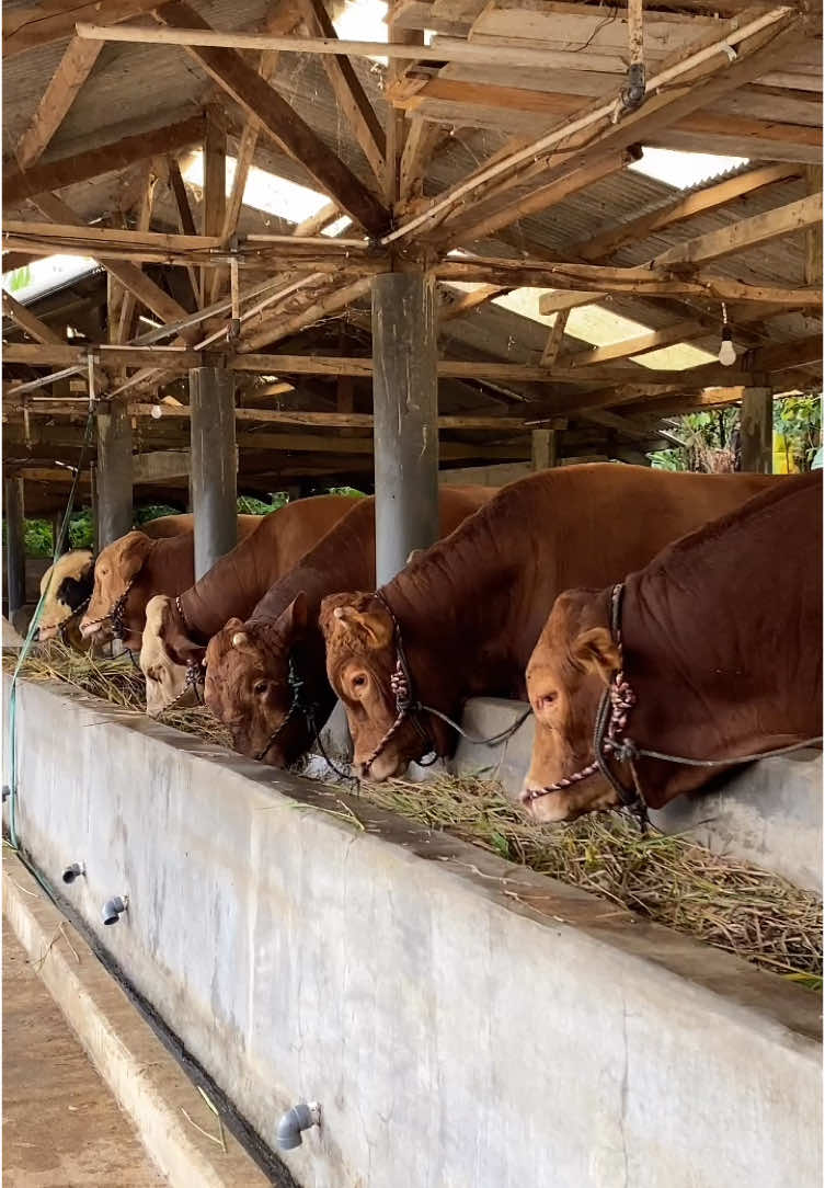 Makan makan makan 🐮🌾 #sapi #sapiqurban #sapijumbo #sapiviral #sapisimental #sapilimosinsuper #kandangsapi #peternakmuda #peternaksapiindonesia #peternakansapi #ternaksapi #fyppppppppppppppppppppppp 