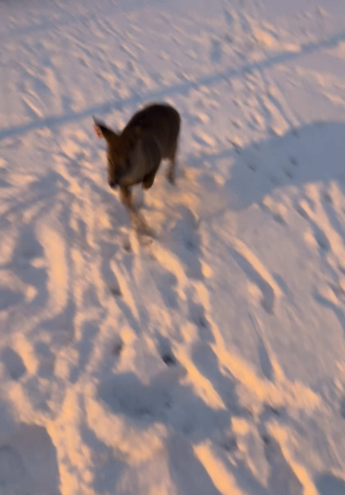 They love the snow❤️ #deer #fyp #foryou #fyppppppppppppppppppppppp #whitetail #foryoupage #michigandeerfarmer #fawn #deerfarm #deeroftiktok #michigan 