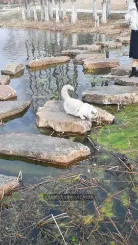 The cat mistook the floating weeds for a lawn!🙀 #cat #catsoftiktok #catlover #funny #funnyvideos #foryou #fypage #fypツ #funnycat #funnytiktok #cats 