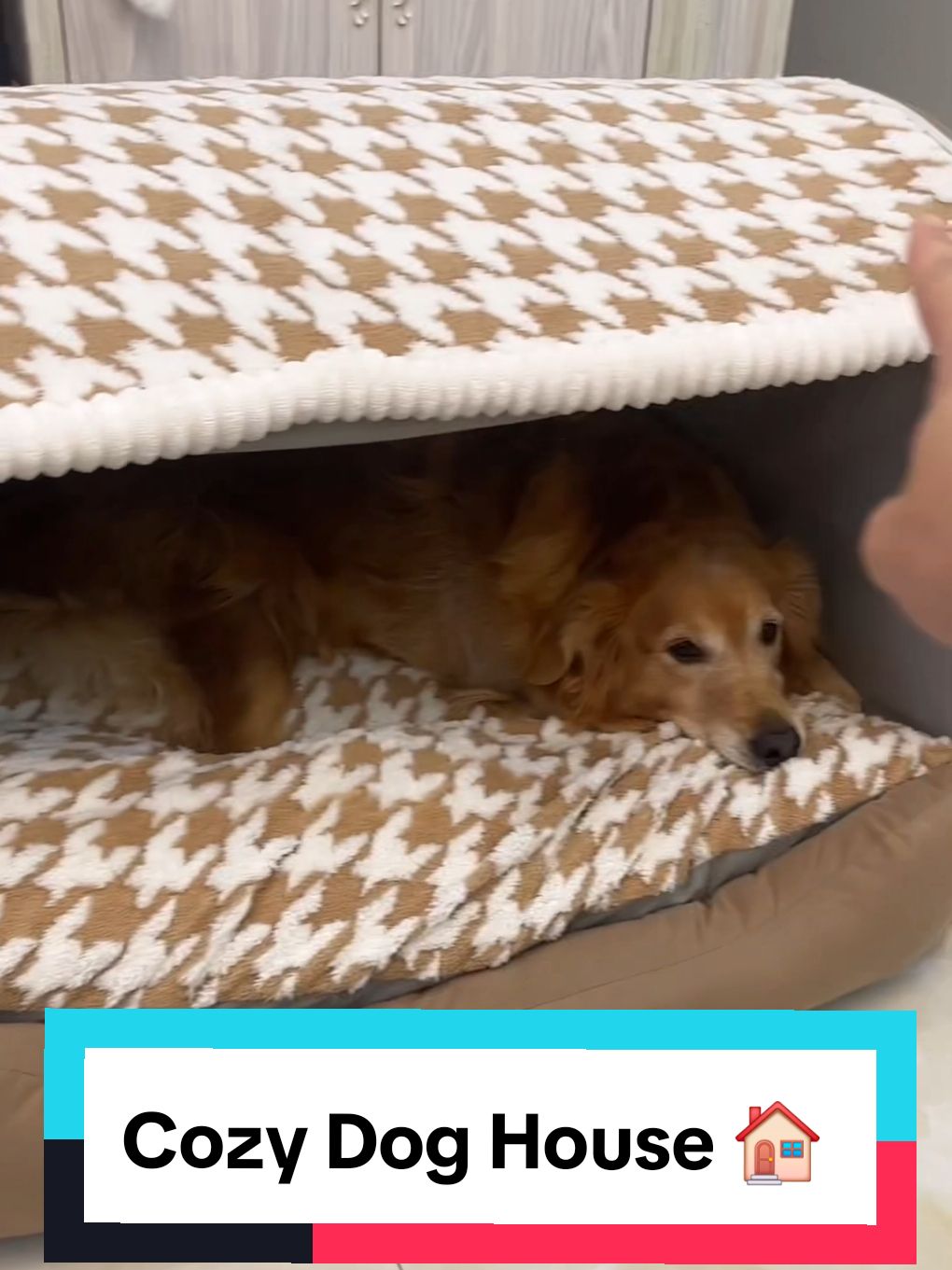 Cozy Dog House 🏠  #doghouse #dogproducts ##dogproducts #dogsoftiktoks 