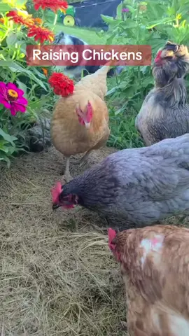 Humans have 8,000-10,000 taste buds while the average chicken has less than 350. That’s quite a difference🐓🐓  #chickens #backyardchickens #raisingchickens #chickensoftiktok 