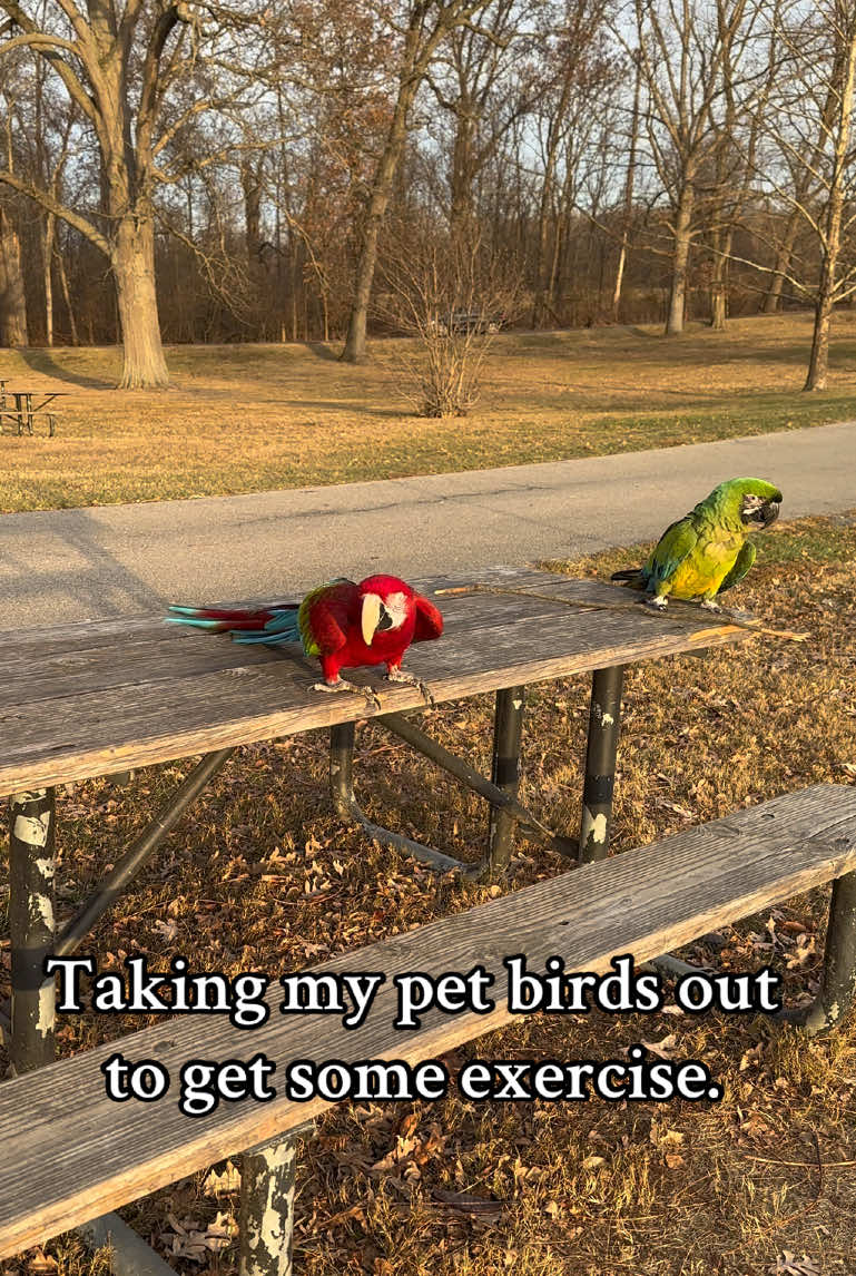 Time to free fly!! #miligoldmacaw  #greenwingedmacaw #cockatoo #freeflightparrot #pets #exoticbirds #exoticpets #nature #nature_friends  #photography #parrots  #macaw  #birds  #animals #petsarefamily #nature_shots #animallover #cuteanimals  #birdlover #videostar #beautiful #mybabies 