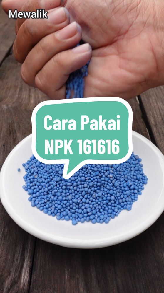 Cara Pakai NPK 161616 Resep Fungisida Nabati Bawang Putih 40gr Kunyit /  Kunir 40gr Cara Pembuatan : Campur Bahan dan Haluskan dengan Blender Rebus dengan 5 Liter air lalu sisakan sekitar 2 liter Saring larutan dan simpan pada wadah Cara Pakai : Larutkan tiap 5 ml ke 1 lt air  Lalu semprotkan pada tanaman seminggu 1x #berkebun #menanam #panen #petani #petanimuda #pupuk #berkebundirumahaja #npk 
