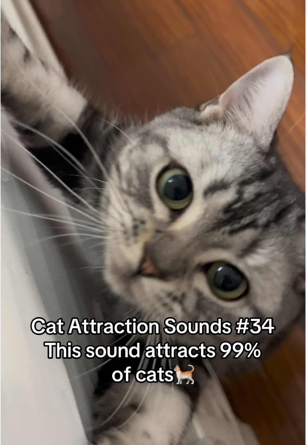 Test it with your cat and share in the comments! 😺 #catsoftiktok #catsounds #catsong #meow #catnoises #catcalling #catreaction #kitty #kitten #creatorsearchinsights 