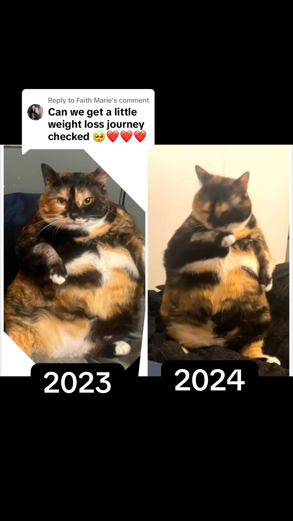 Replying to @Faith Marie  This was the best I could find. She is still very much a loaf but she is making progress and I am proud of her! 🤍🐈‍⬛  #fyp #catsoftiktok #cat #cattok #wljourney #progress 