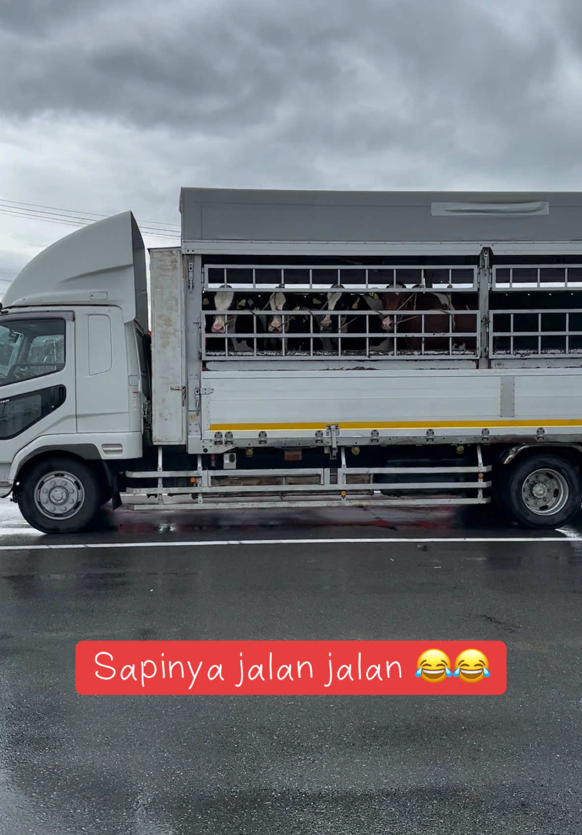 Jalan jalan ke kota bawa sapi 😂😂😂#kensusahjapan🇮🇩🇯🇵 #farm #peternakanjepang #dary #wagyu 