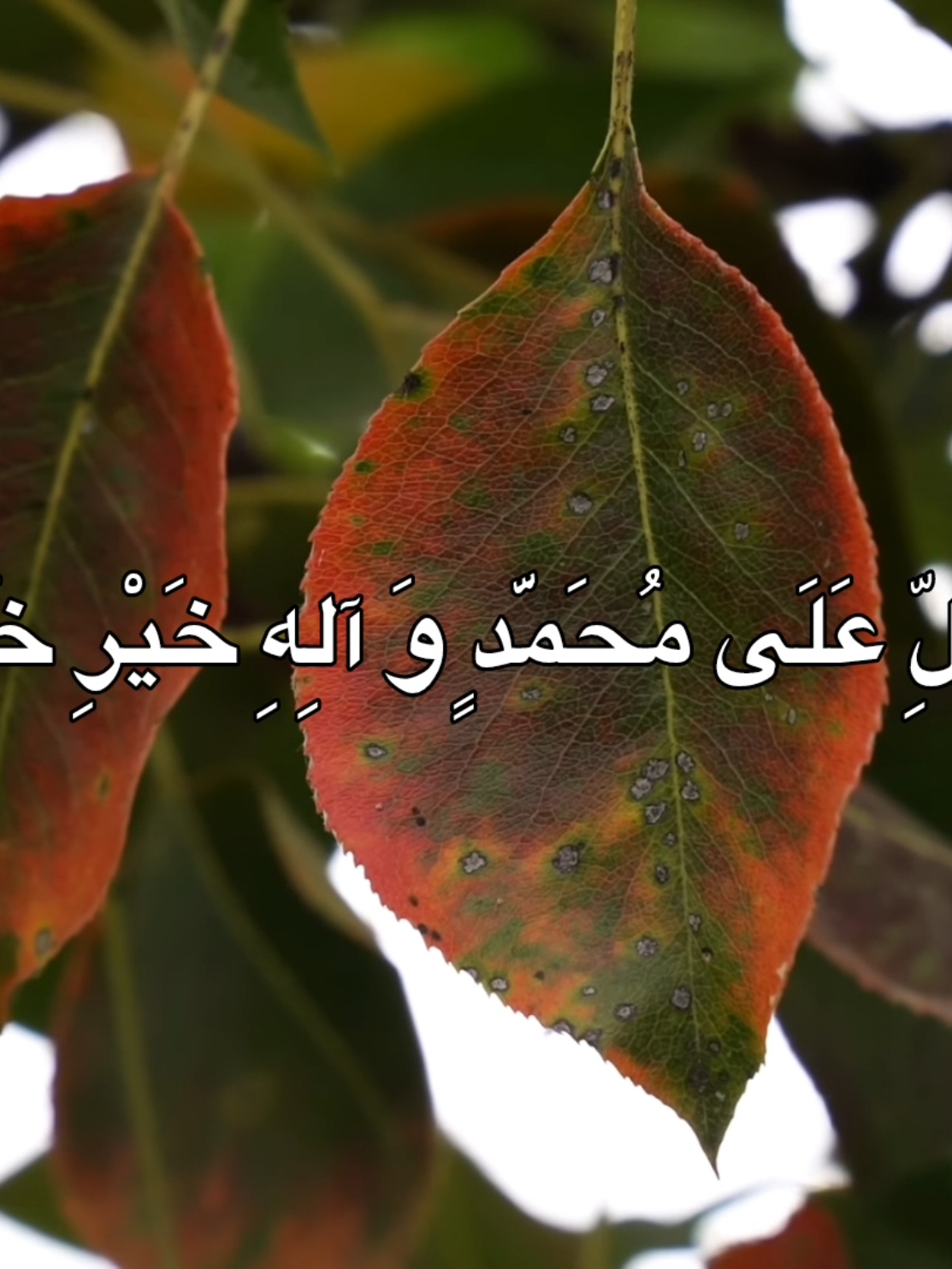 دُعاء يوم الأحد 🤍🌱 . . #دعاء #دعاء_يوم_الاحد #ستوريات_ادعية #شيعة 