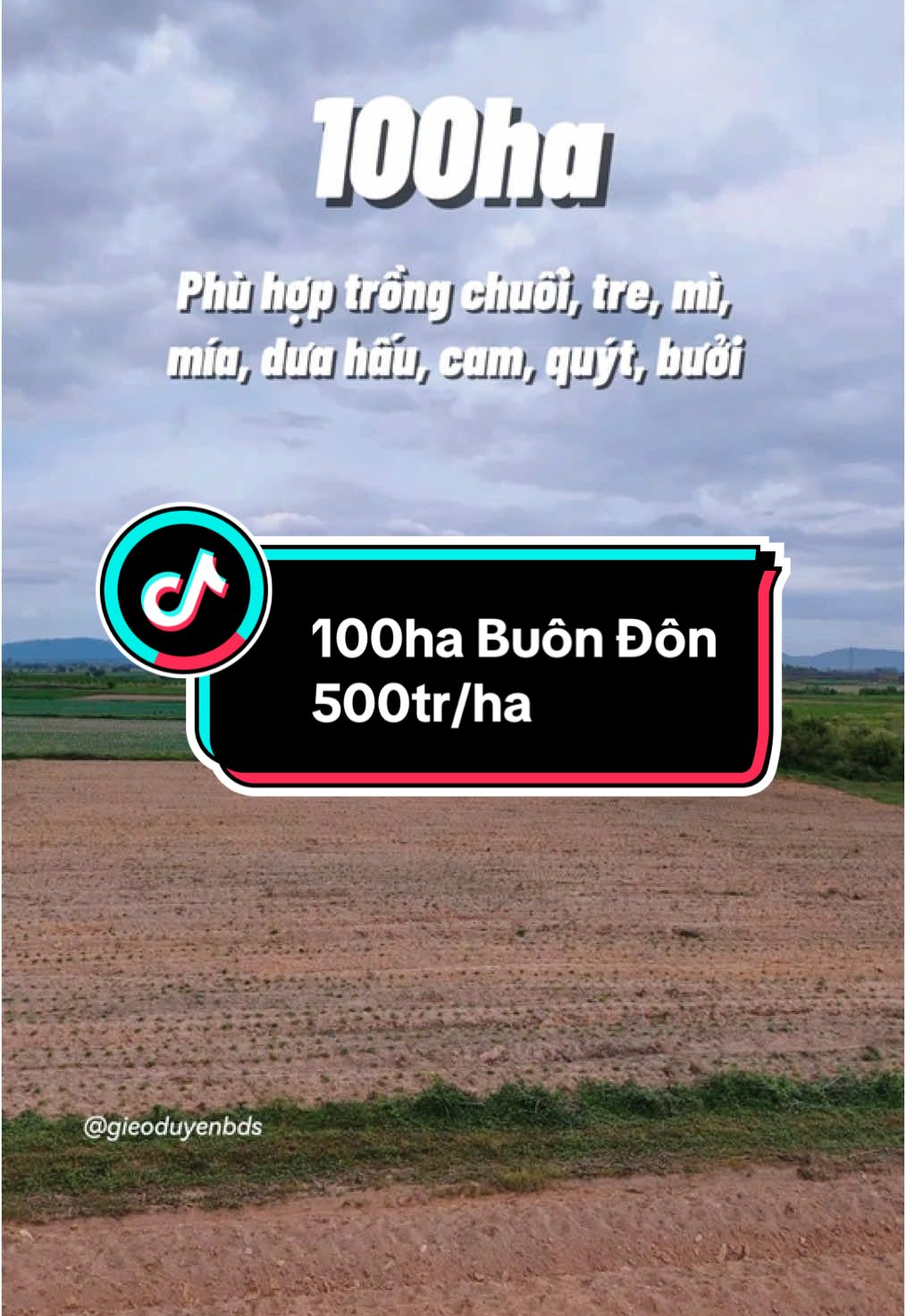 100ha Buôn Đôn #gieoduyenbds #taynguyen #daklak #caotocbmtnhatrang #buonmathuot #datnongnghiep #47 #nongnghiep #dautu #chuoi #cam #quyt #bưởi #chàla #mía #bophoveque 