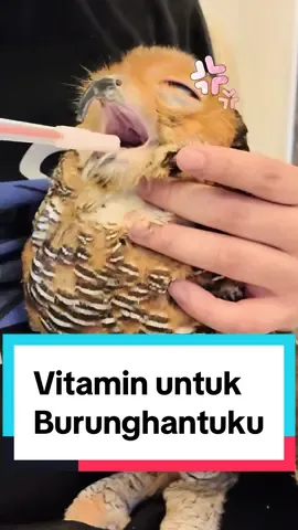 Balas dendam itu kejam ya…😭 #burunghantu #videolucu #bibibfamily 