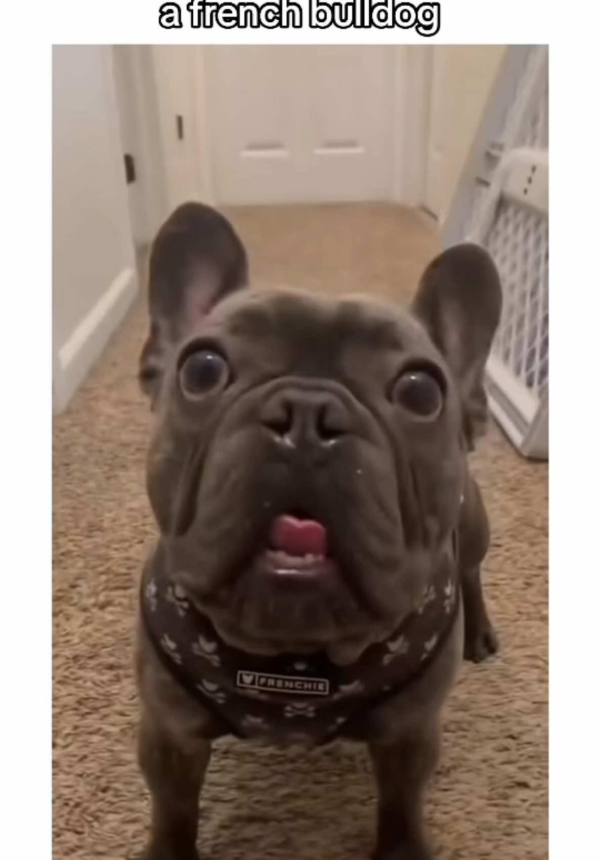 what its like living with a french bulldog… 🤣🐾❤️ #frenchiepuppy #frenchiebulldog #frenchiesoftiktok #frenchiebulldogsoftiktok #frenchiebulldogs #frenchbulldog #dogsoftiktok #bulldogsoftiktok #PetsOfTikTok #frenchies #puppiesoftiktok #frenchie #funnydog #creatorsearchinsights 