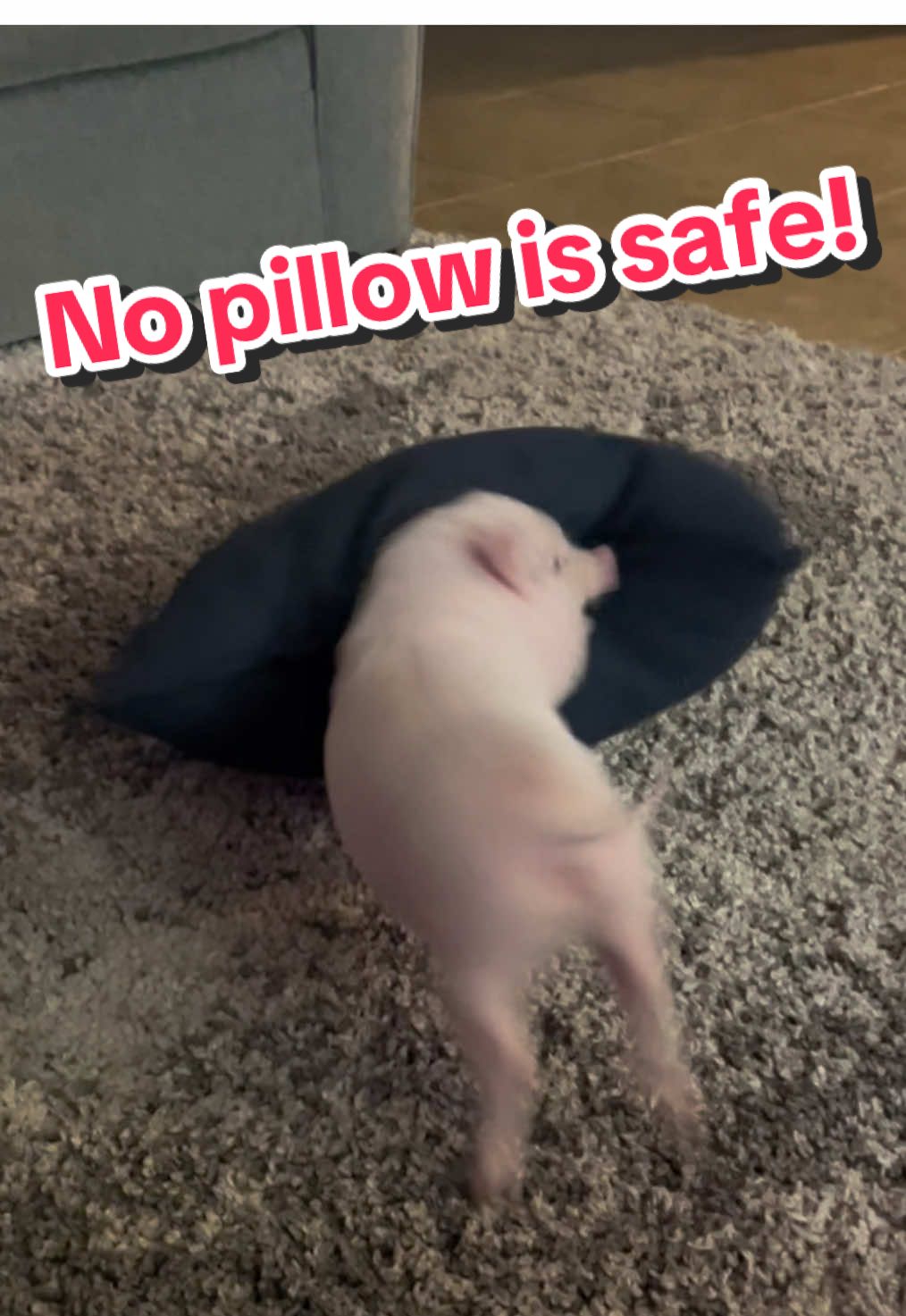 😡Im comin for every pillow😡 #pigsoftiktok #piggy #cute #cozy #funnyvideo #baby #babyanimals #piglet #minipig #pigs #little #pig #pigsaspets #pigtails #piglets #wildanimals #mad 