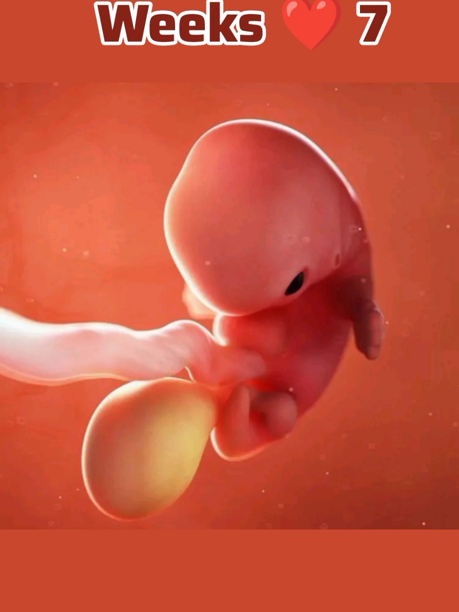 1-10 weeks baby progress  #foryoupage #foryoupage #pregnant #viralvideo #trending #pragnantlife #triplets #fyp #fypシ 