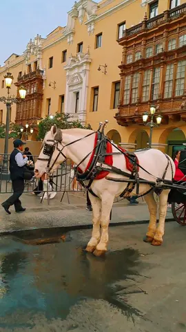 a pocos dias de finalizar el año,haci luce la plaza principal de la capital Lima Perú#peruparaelmundo🌎#paramiscompatriotas#lejosdesupais#plazadearmaslimaperú #paratiiiiiiiiiiiiiiiiiiiiiiiiiiiiiii #viraltiktok #limaperu🇵🇪 #iphone15promax #ypfッ 