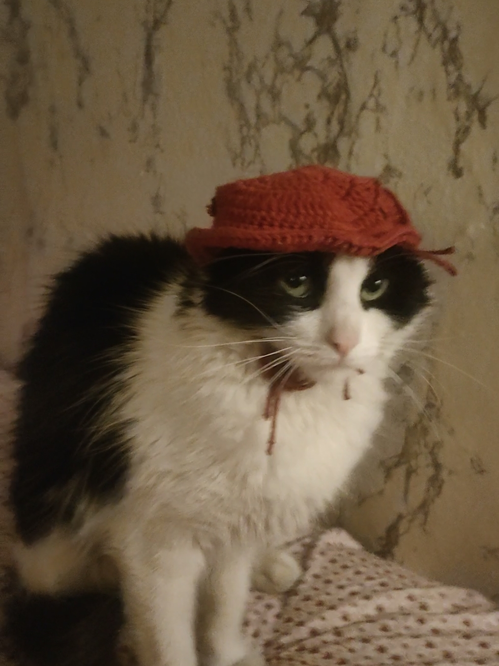 A alguien no le gusto mucho su gorrito nuevo  #gato #funny #crochet #cat 