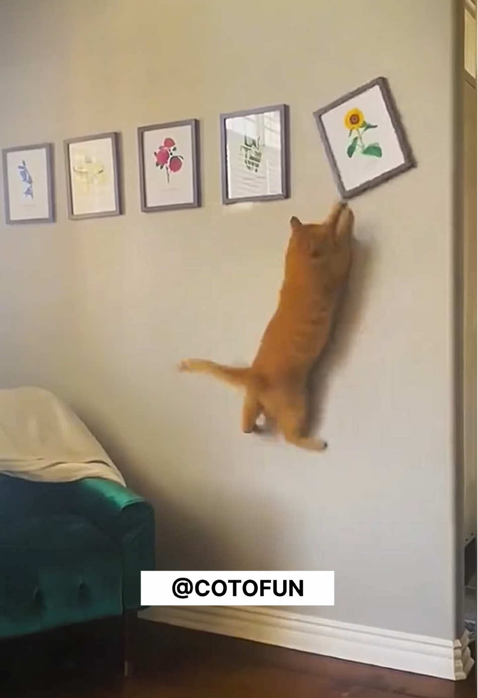 😂Funny Cats😂 #funnycat #badcat #gatosgraciosos #gatoschistosos #cattiktok #lustigevideos #catfun 