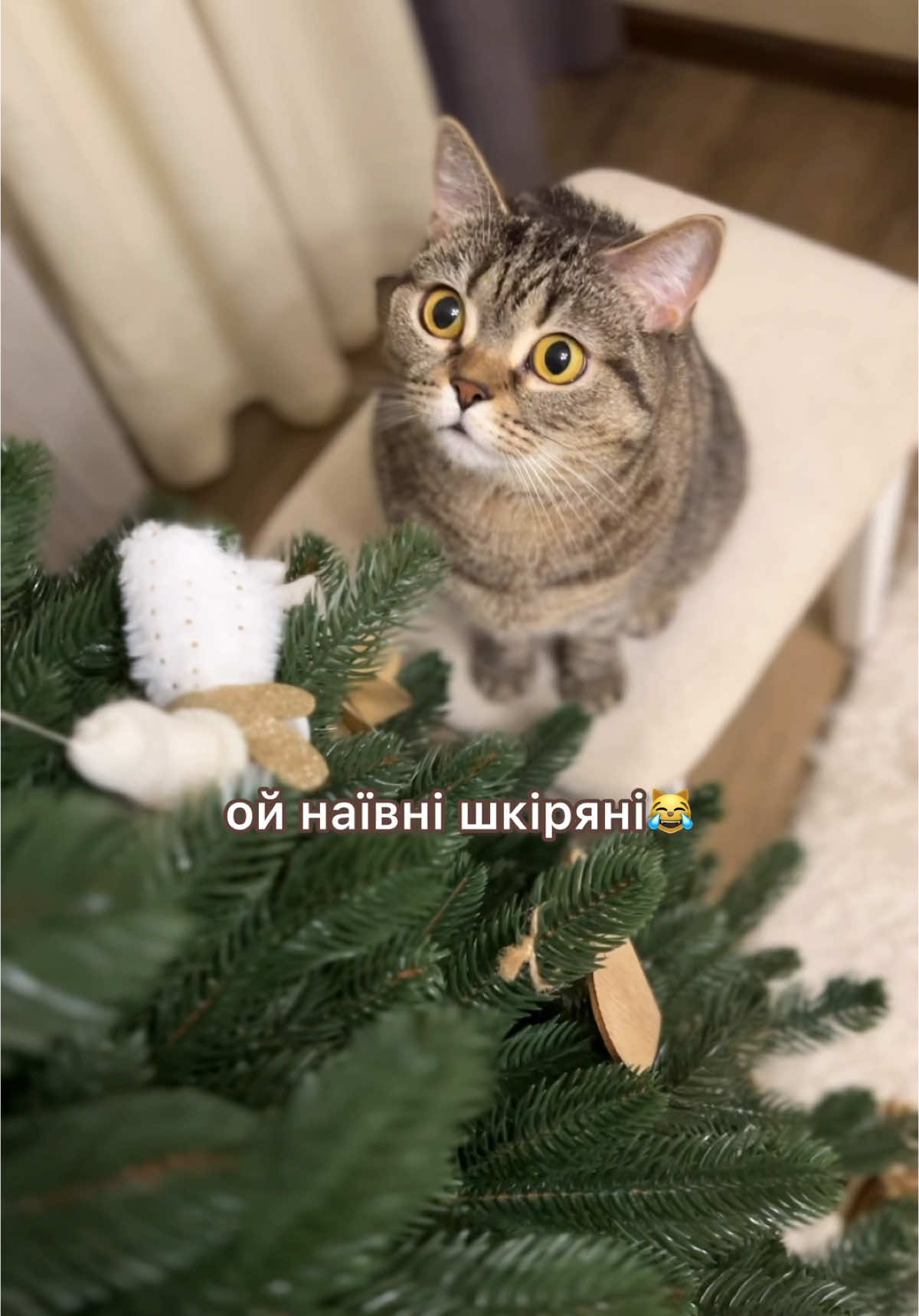 Бам бам бам #бамбамбам #кітіялинка #bambambam #kittylapa #christmastrees #catandchristmastree @m1shamiller 