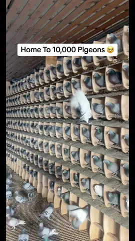 Home To 10,000 Pigeons 🥹