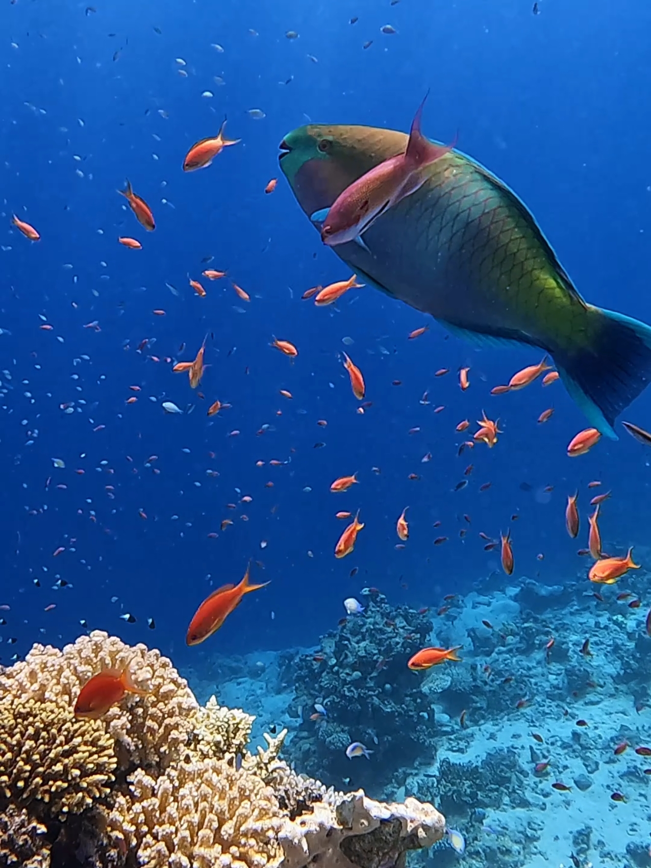 Red Sea Egypt, coral reef, Parrot fish #creatorsearchinsights #redsea #egypt #seaanimals #underwaterworld #coralreef #fish 