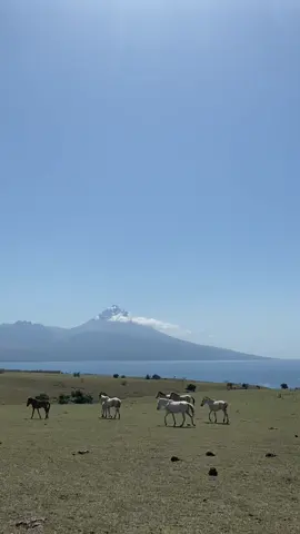 Memang kalau sudah ke Flores, standar lu melihat kecantikan alam akan semakin tinggi, karena memang flores ini punya segalanya dan semuanya cantik. Savana mausui yang terletak di Manggarai Timur ini, adalah savana tercantik yang pernah gua lihat, bagaimana tidak cantik kalau disuguhkan pemandangan yang luar biasa, hamparan padang rumput, hamparan laut selatan, dan gagahnya gunung inerie. Gokil! #fyp #foryoupage #TTPetualangPro #ttpetualang #jelajahliburan #serunyaliburan #backpacker #savana #mausui #manggarai #flores #ntt #asoykantimur 