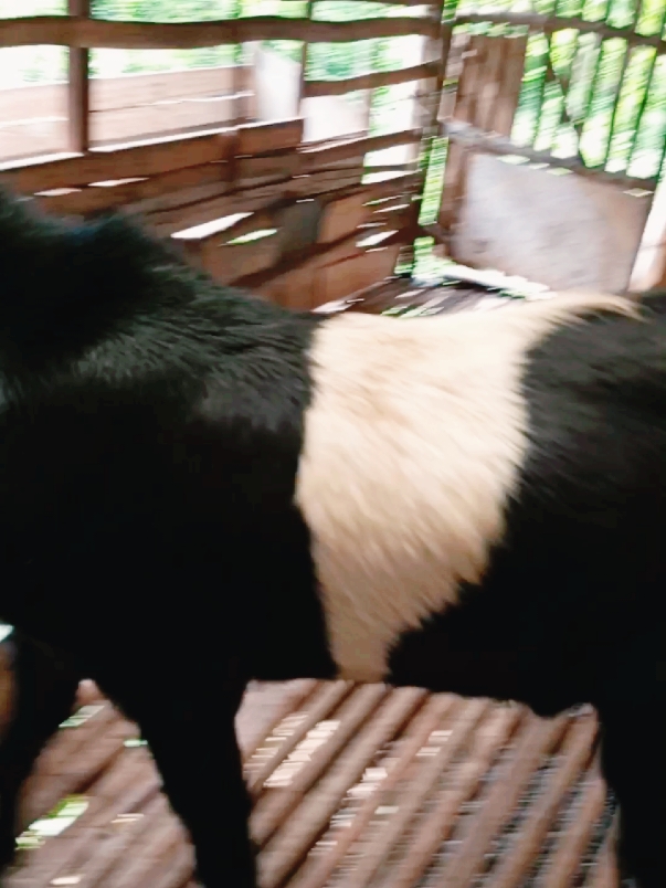 kambing kendit #fypviral #kumbarfarm #kambingkendit #kambingindonesia #kambingmurah #kambingjantan #pe #etawa #kambingetawa #fypシ #kambingjumbo #kambingsuper #FYP #foryou 