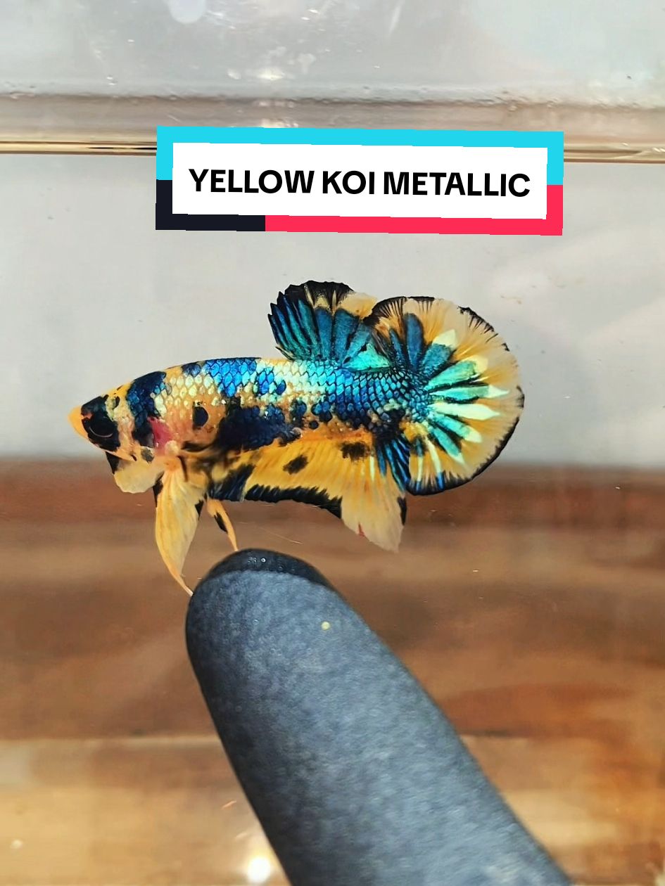 YELLOW KOI METALLIC #cupanghias #cupangjogja #cupang #ornamentalfish #bettasplendens #hobby #aquascape #bettafish #aquarium #cupangindonesia 