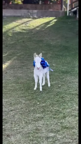 Bonito potrillo, bonito regalo de Navidad #potro #pony #caballos #baby #fy 