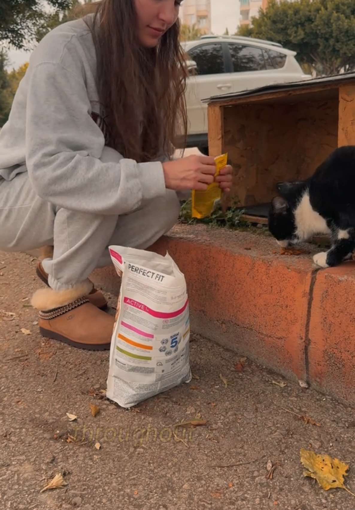 Some of my cat shelters for street cats in Turkey #fyp #cats #catlover #catsoftiktok #