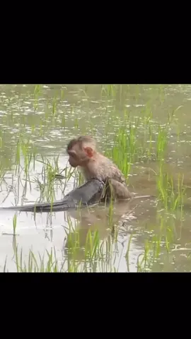 Ngeri cok gabusnya 😱 #casting #castinggabus #storymancing #mancing #anglerkalimantan #anglerindonesia #videomancing #mancingikan #hobimancing #fyp #castingfishing🎣 #masukberanda 