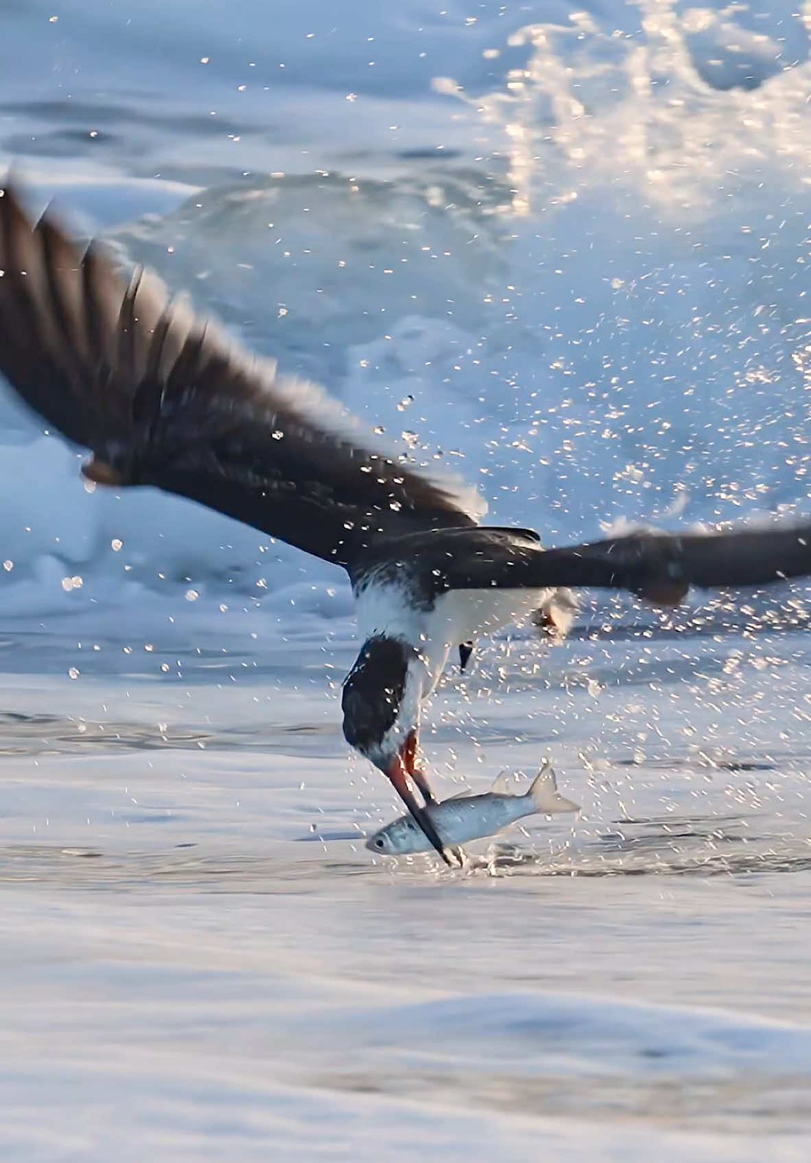 I’ve posted many videos of black skimmers skimming, and the number one question is, “Why are they doing that?” This video is a great example of what and why they skim. It’s their version of the fast food drive-thru. 😂