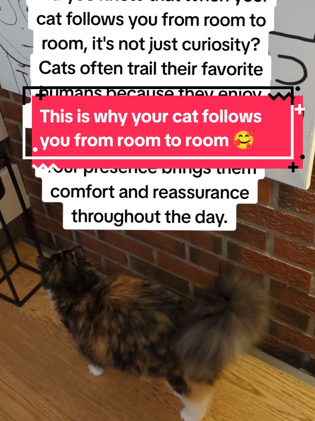 This is why your cat follows you from room to room 🥰 #kittensoftiktok #catsoftiktok #catfacts #cattok #catlovers 