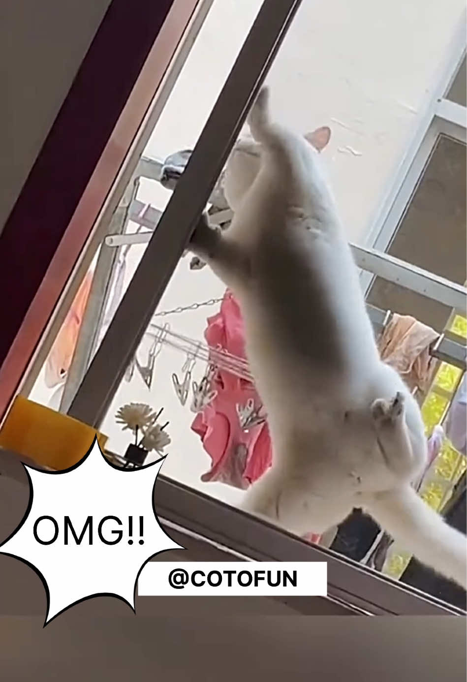 🤣 FUNNY CATS 🤣 #funnycat #badcat #gatosgraciosos #gatoschistosos #cattiktok #lustigevideos #funnyvideo 