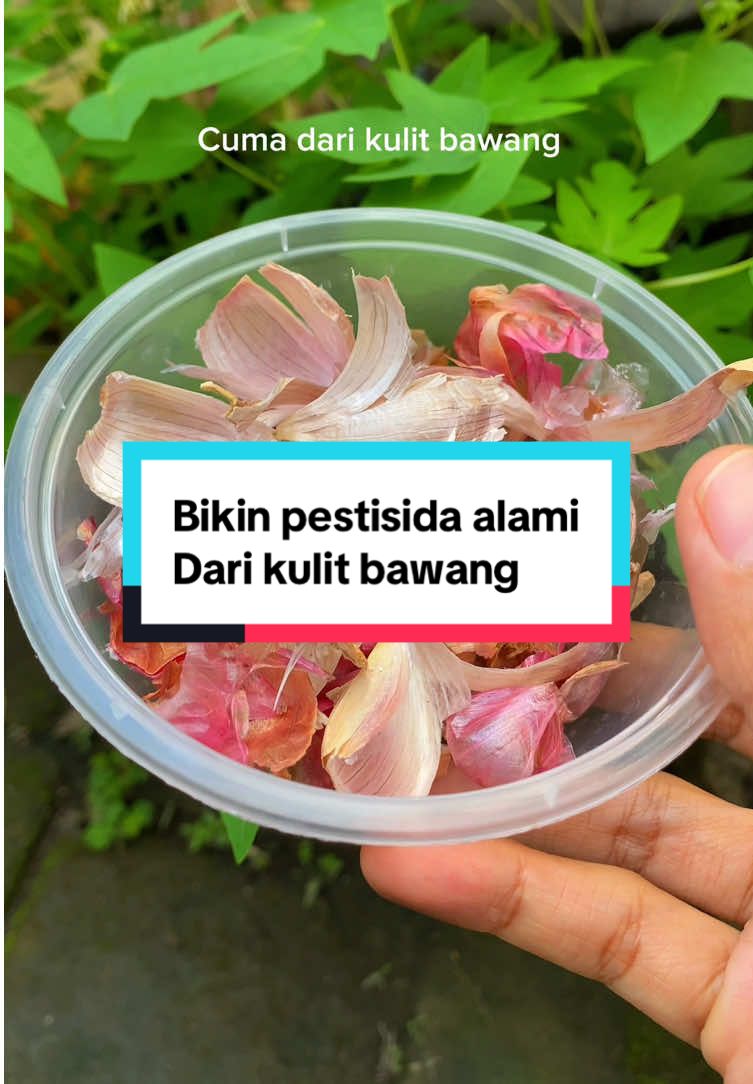 Yuk bikin pestisida sendiri di rumah Cuma pake 2 bahan #tips #berkebun #gardening #pestisida #pestisidaorganik 