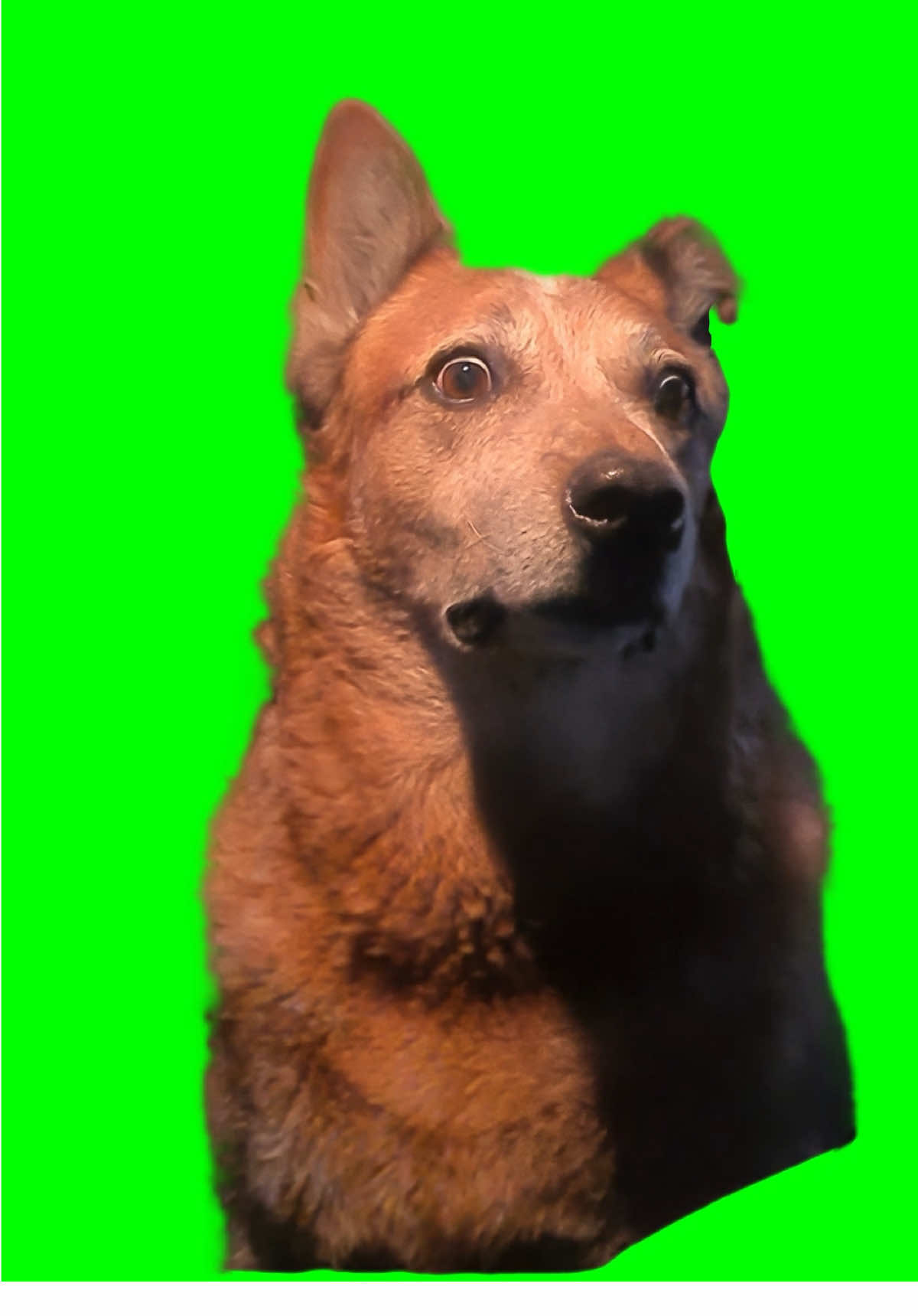 Dog being Scared and Side Eyeing meme